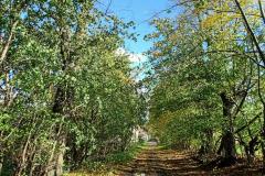 Aleja-lipowa-Sanguszkow-1