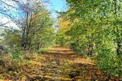 Aleja-lipowa-Sanguszkow-2