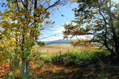 Aleja-lipowa-Sanguszkow-4