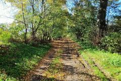 Aleja-lipowa-Sanguszkow-5