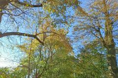 Aleja-lipowa-Sanguszkow-6