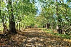 Aleja-lipowa-Sanguszkow-7