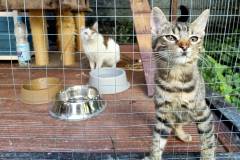 koty-jedzenie5
