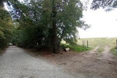 Lepsza-droga-do-miejskiej-winnicy-4