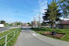 Nasadzenia-Lwowska-1