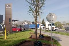 Nasadzenia-Lwowska-4