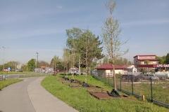 Nasadzenia-Lwowska-7