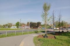 Nasadzenia-Lwowska-8