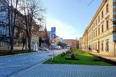 Drzewa-Pilsudskiego1