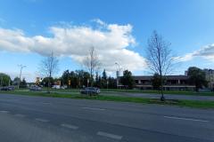 Zeschniete-drzewa-Sloneczna-2