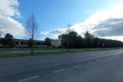 Zeschniete-drzewa-Sloneczna-3