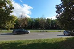 Zeschniete-drzewa-Sloneczna-4