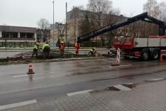 Nasadzenia-lip-Sloneczna-Tarnow-9