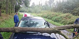 Drzewo przygniotlo samochod