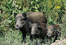Znów dzika zwierzyna na ruchliwej drodze. Doszło do kolizji z samochodem Dziki problem