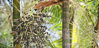 JAGODY ACAI hit czy kit