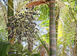 JAGODY ACAI hit czy kit