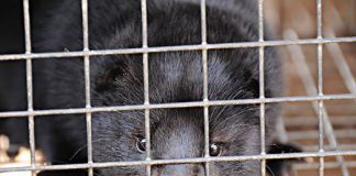 Koniec futerkowego biznesu