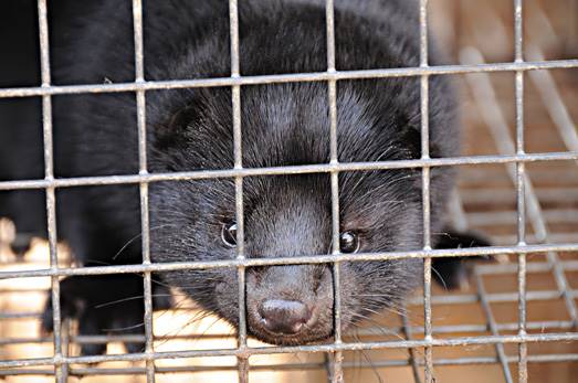 Koniec-futerkowego-biznesu.jpg Koniec futerkowego biznesu