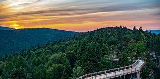 Krynica – ścieżka w koronach drzew