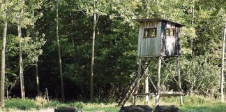 Mysliwi w walce z pomorem swin