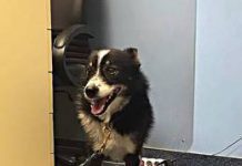 Obuchem siekiery torturowal psa