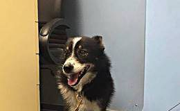 Obuchem siekiery torturowal psa