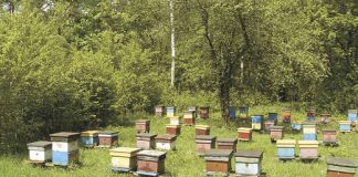 Pierscien i dotacja dla brata