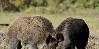 Polowanie na grubego zwierza