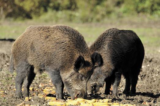 Polowanie-na-grubego-zwierza.jpg Polowanie na grubego zwierza