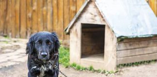 Przypadki Burka z podworka