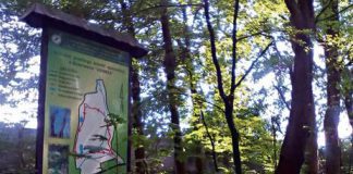 Rezerwat Debrza w Krzyzu