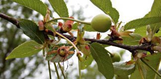 Zimna wiosna uderzy po kieszeniach