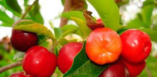Acerola - moc witaminy C