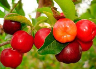 Acerola - moc witaminy C