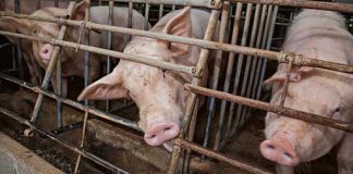 afrykanski pomor swin