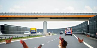 autostrada zwierzaki