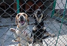 Kolejna odsłona akcji adopcyjnej w tarnowskim schronisku azyl tarnow