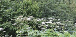 barszcz sosnowskiego