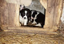 Bił głodził i sprzedawał