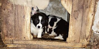 Bił głodził i sprzedawał