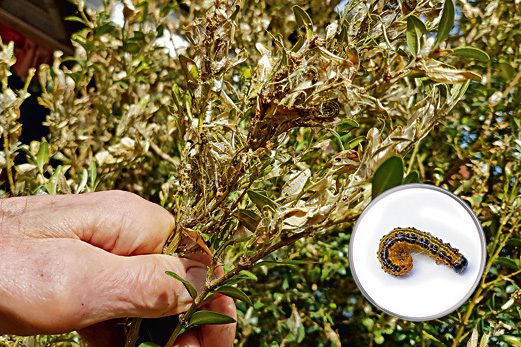 Cydalima perspectalis zaatakowała Tarnów cma zme bukszpana