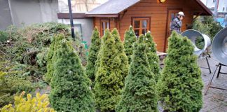 dorabianie przed swietami