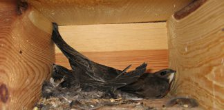 Dorosłe jerzyki w budce lęgowej