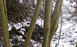 Region dąbrowski kłusownictwem słynie