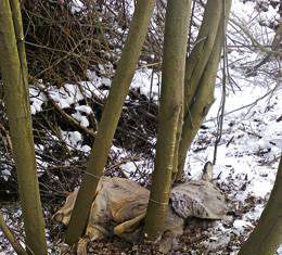 Region dąbrowski kłusownictwem słynie