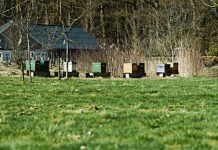 Kto kradnie ule i pszczoły