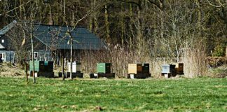 Kto kradnie ule i pszczoły