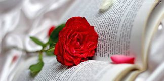 ksiazka i roza