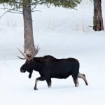 Wielkie liczenie w lasach liczenie zwierzat